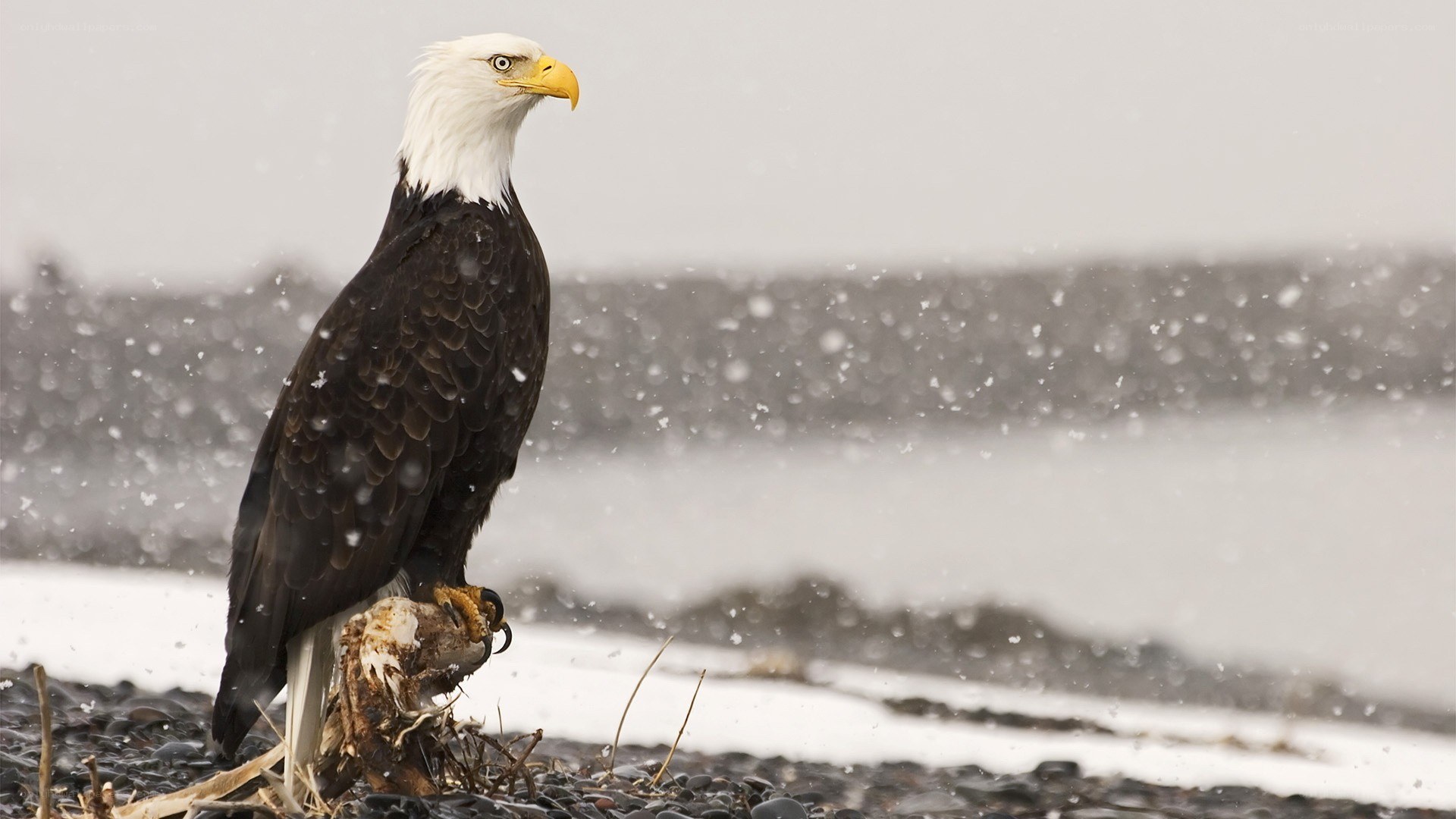 Bald eagle in snowstorm