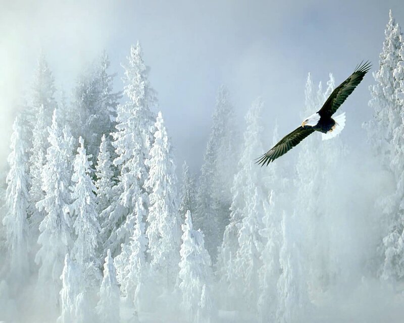 Bald eagle in snowy forest