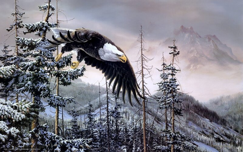 Bald eagle in snowy forest