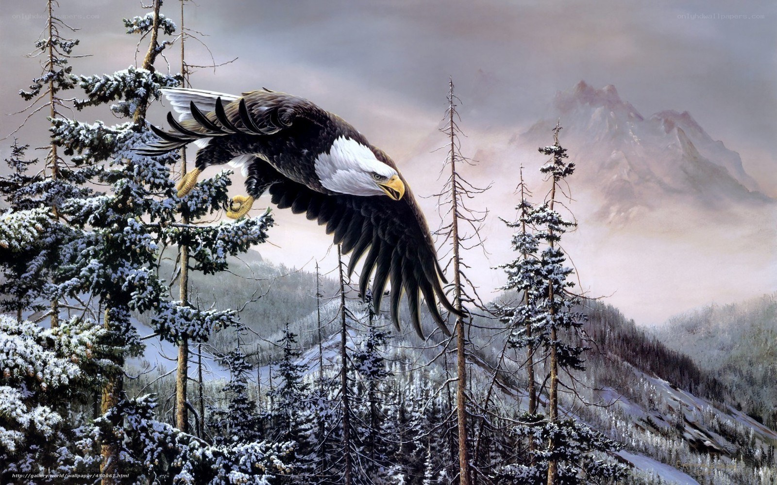 Bald eagle in snowy forest