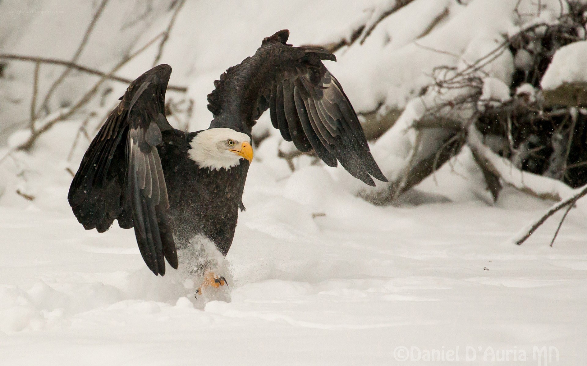Bald eagle in snowy landscape