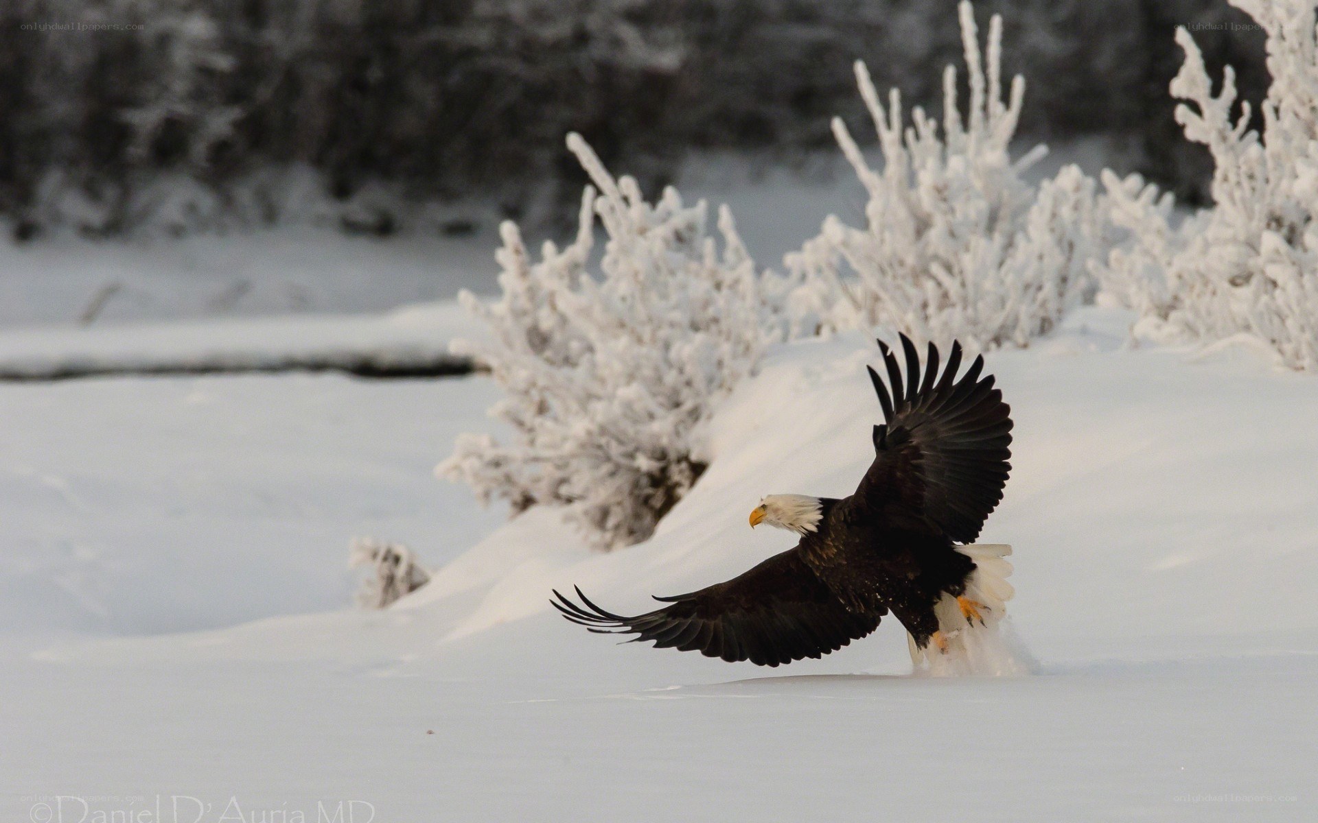 Bald eagle in snowy landscape