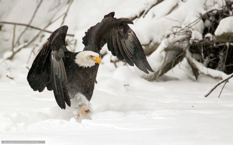 Bald eagle in snowy landscape