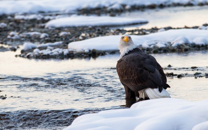 Bald eagle in snowy river