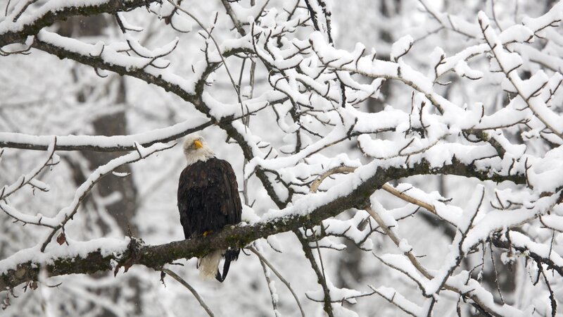 Bald eagle in snowy tree