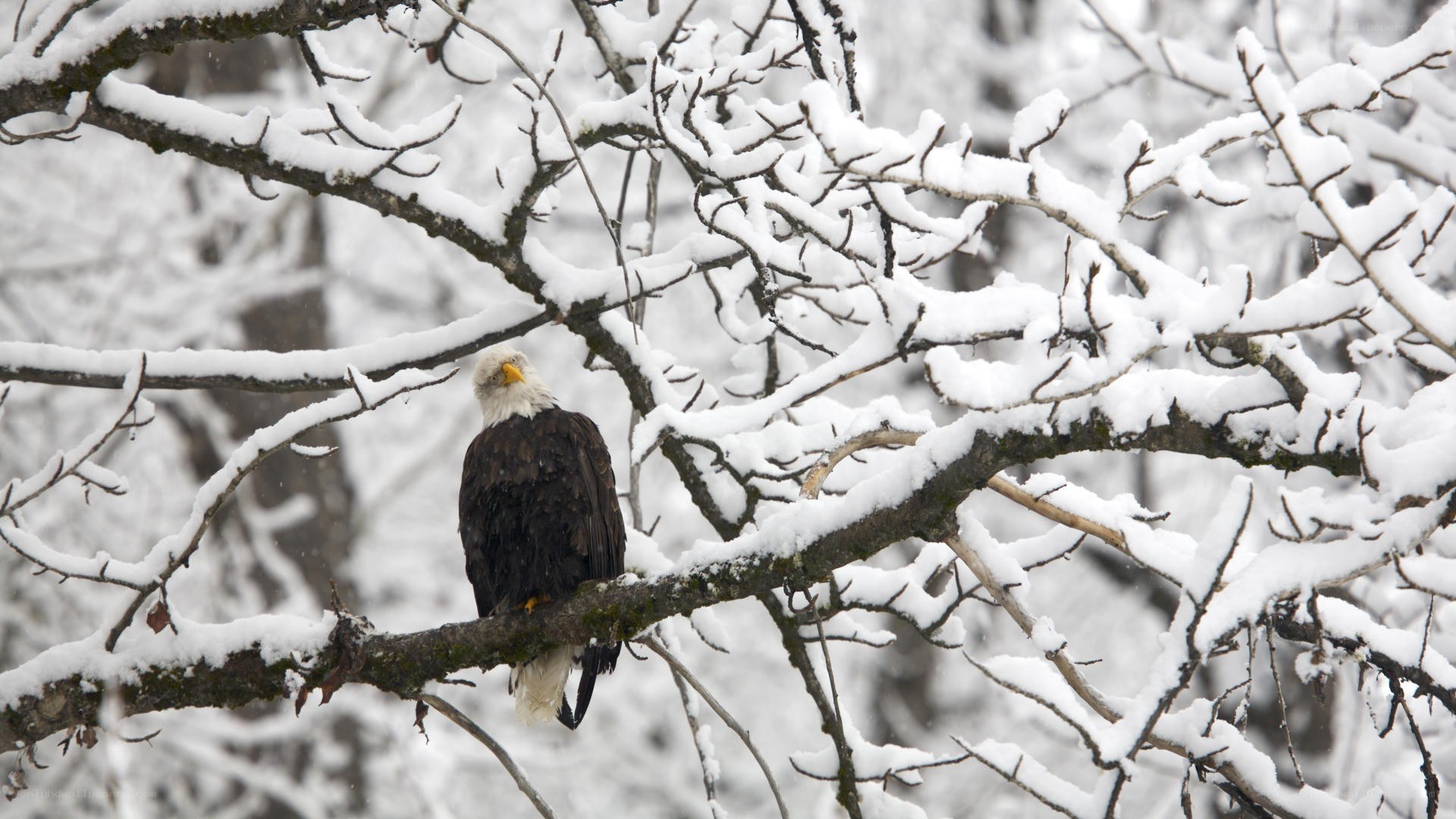 Bald eagle in snowy tree