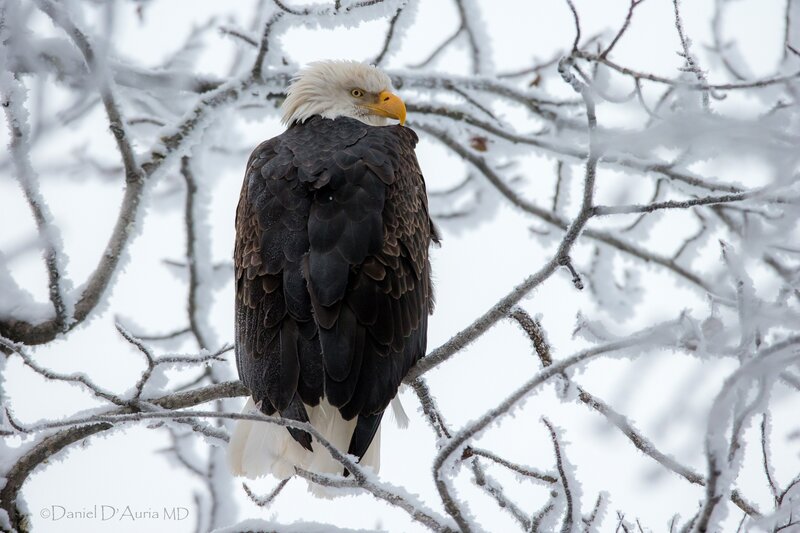 Bald eagle in snowy tree