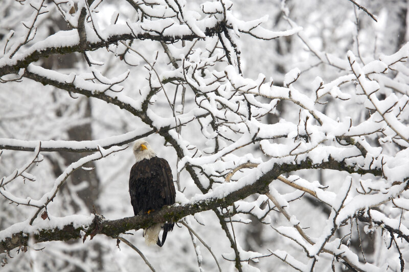 Bald eagle in snowy tree