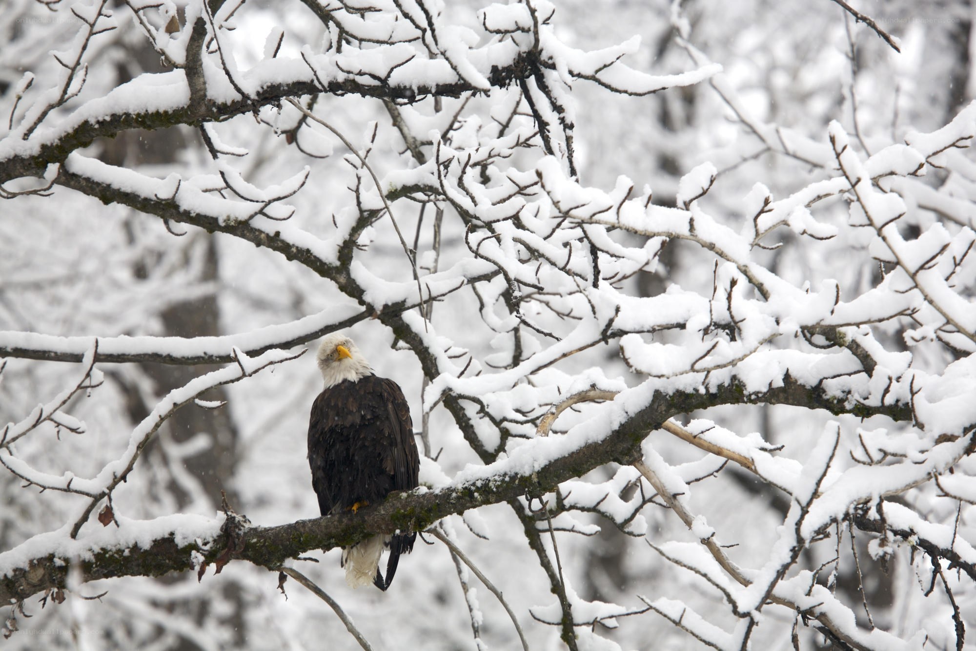 Bald eagle in snowy tree