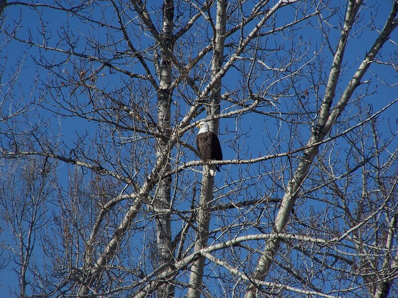 Bald Eagle in Tree — Blue, Serene