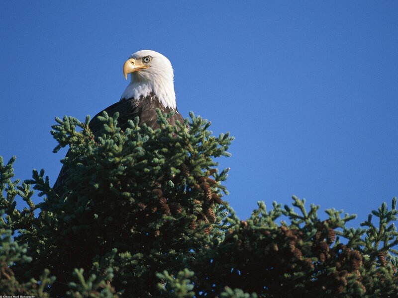 Bald Eagle in Tree — Blue