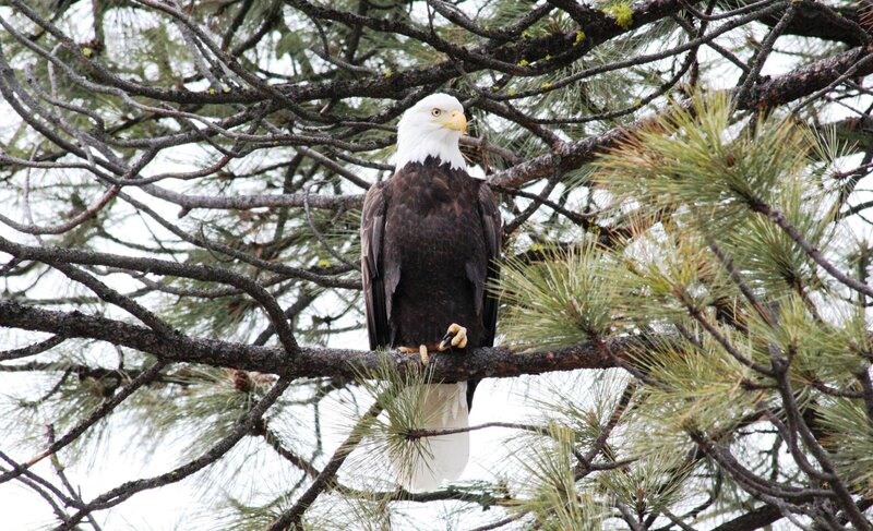 Bald Eagle in Tree — Brown