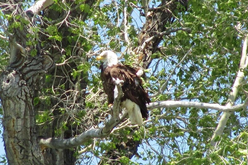 Bald Eagle in Tree — Green, Calm, Afternoon