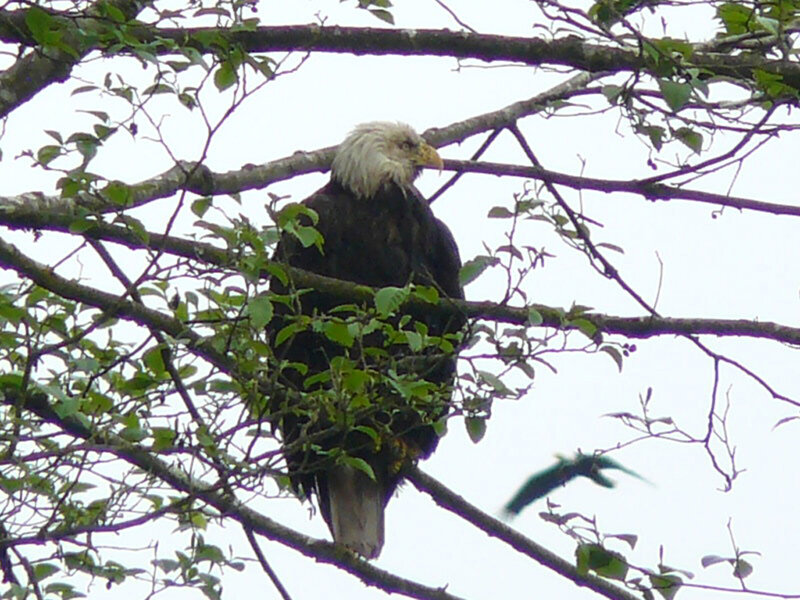 Bald Eagle in Tree — Green, Calm, Photograph