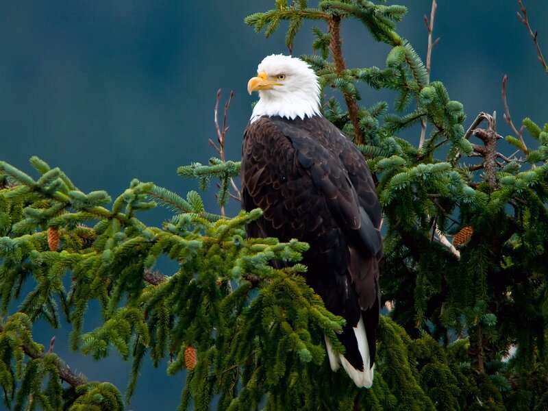 Bald Eagle in Tree — Green, Calm