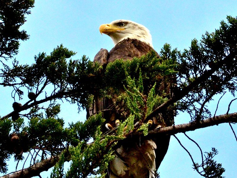 Bald Eagle in Tree — Green