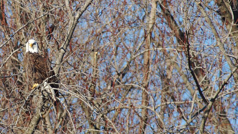 Bald eagle in tree