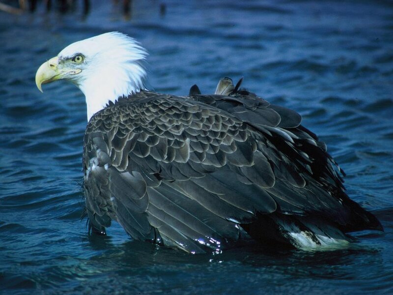 Bald Eagle in Water