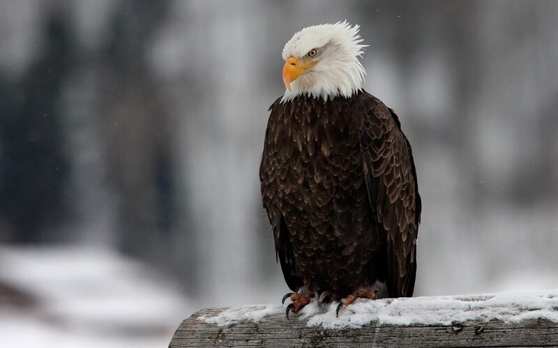 Bald eagle in winter