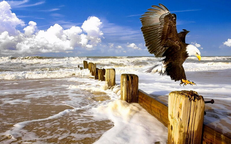 Bald Eagle Landing — Blue, Dramatic, Afternoon, Photograph, Beach