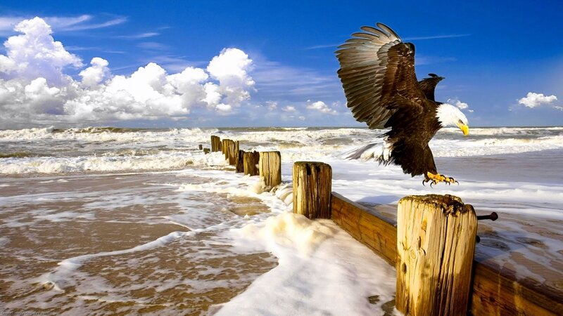 Bald Eagle Landing — Blue, Dramatic, Afternoon, Photograph