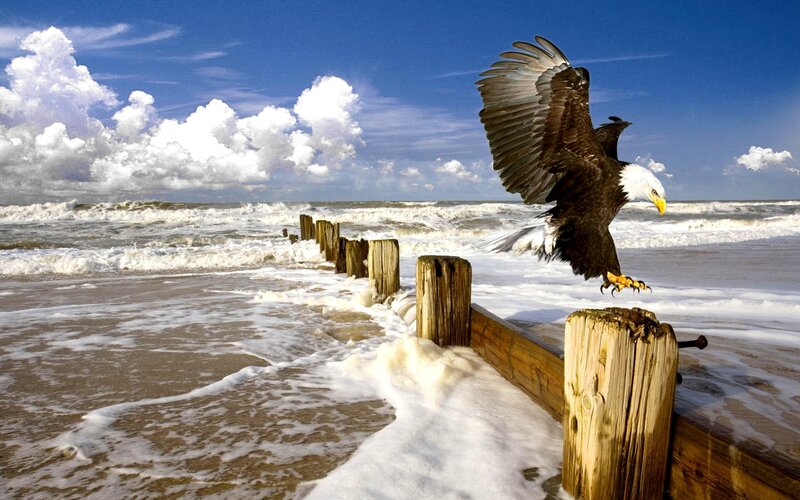 Bald Eagle Landing — Blue, Dramatic