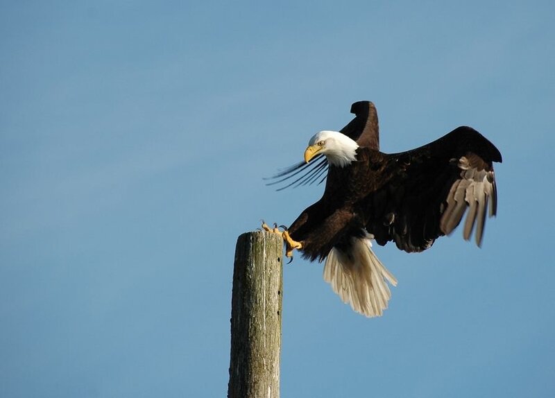 Bald Eagle Landing — Blue