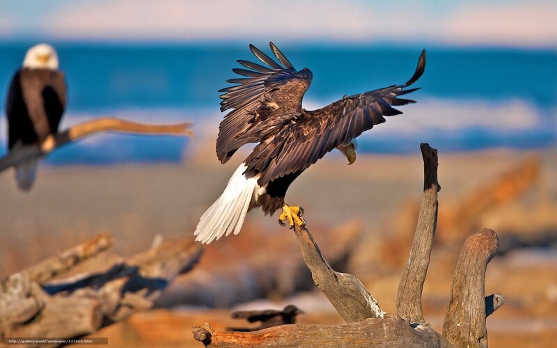Bald Eagle Landing — Brown, Natural, Afternoon