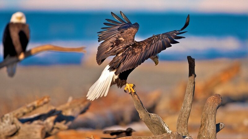 Bald Eagle Landing — Brown, Natural