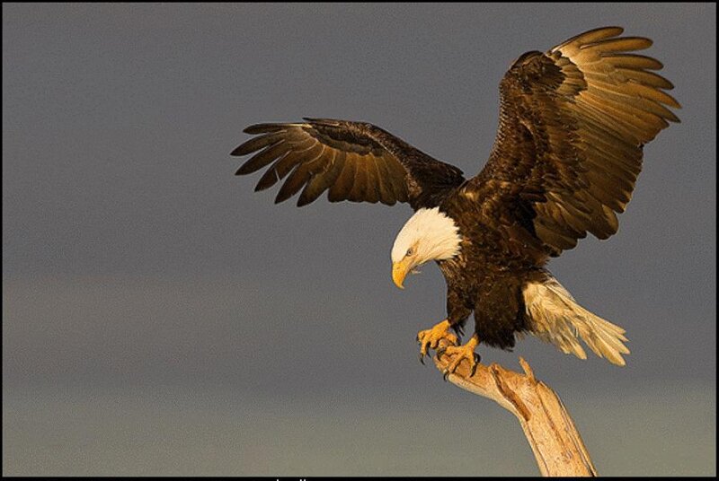 Bald Eagle Landing — Brown
