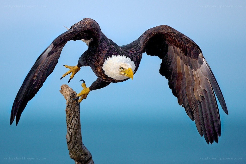 Bald eagle landing on branch