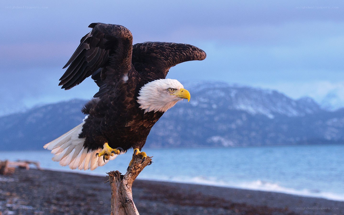 Bald eagle on a beach