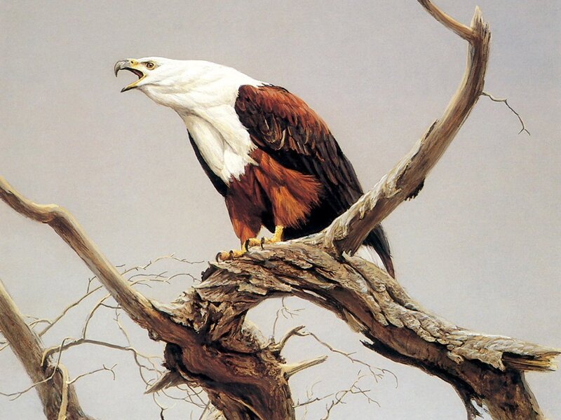 Bald eagle on a branch