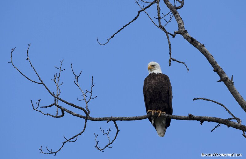 Bald eagle on a branch