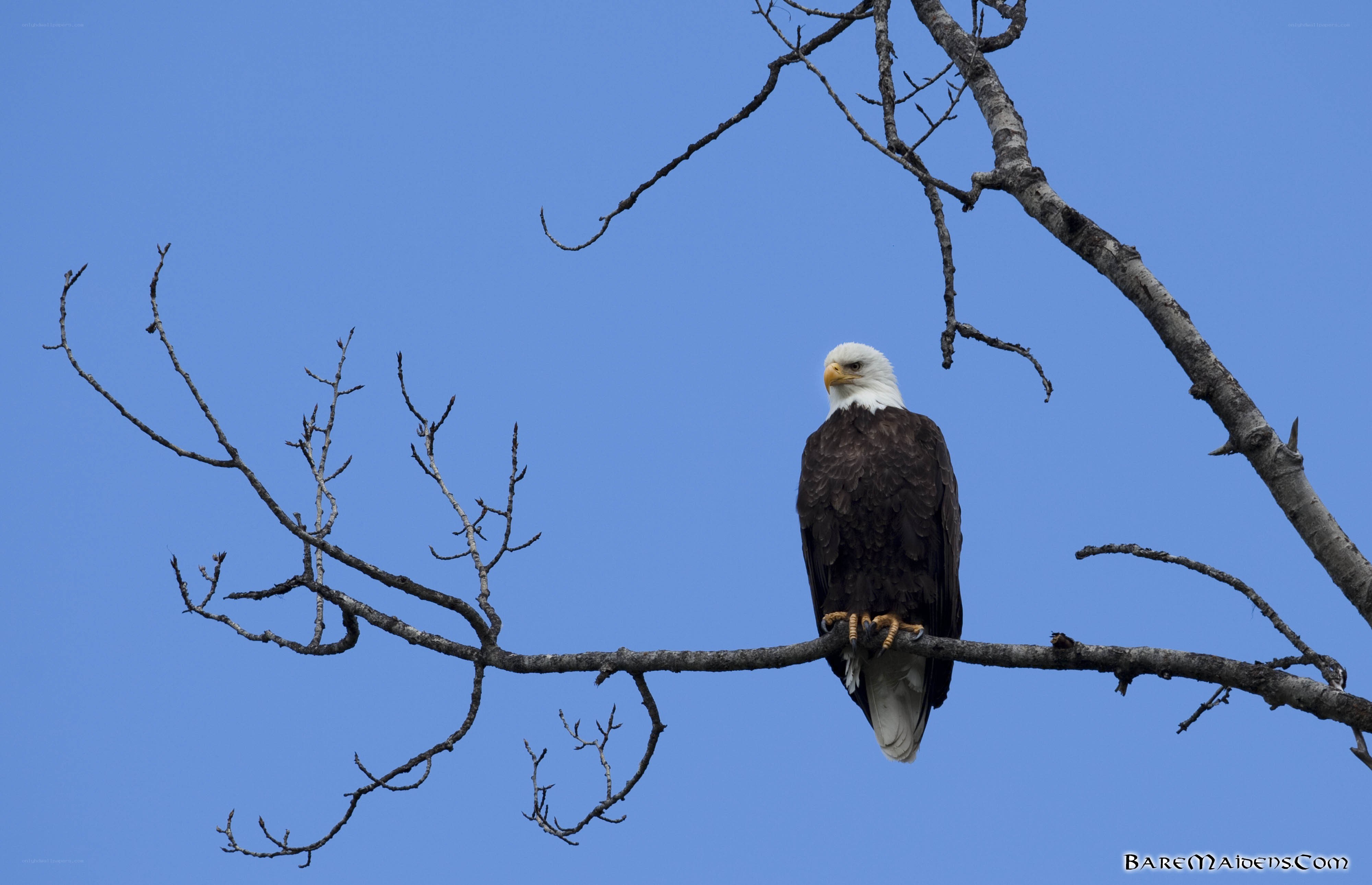 Bald eagle on a branch