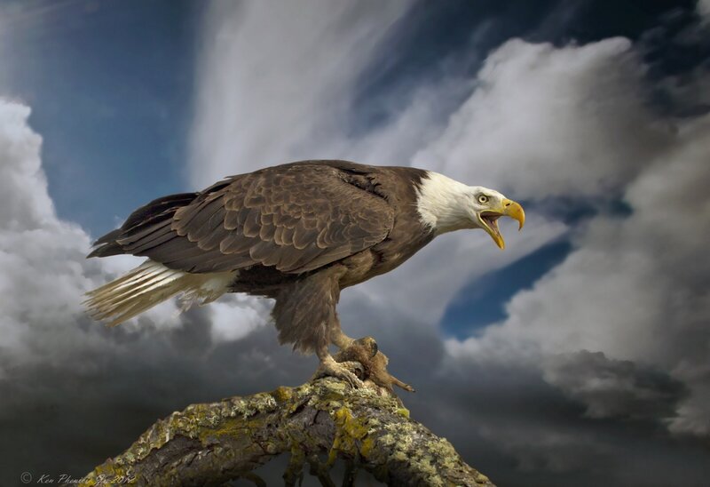 Bald eagle on a branch