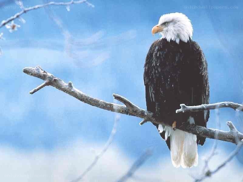 Bald eagle on a branch