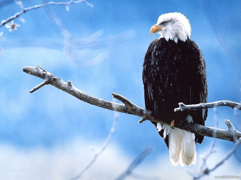 Bald eagle on a branch