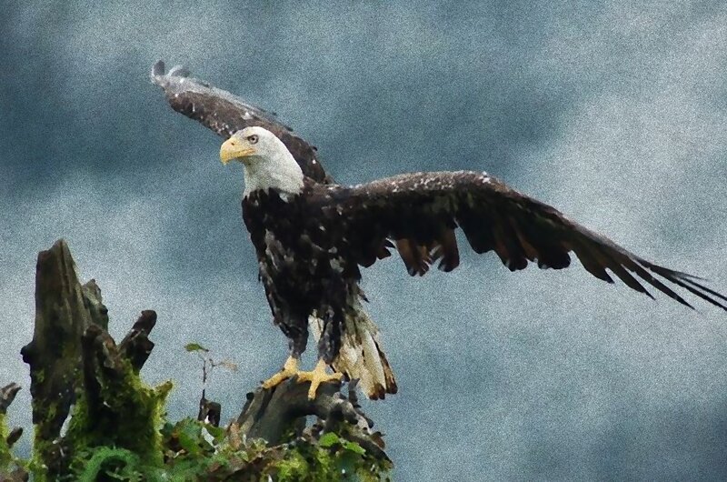 Bald eagle on a mossy branch