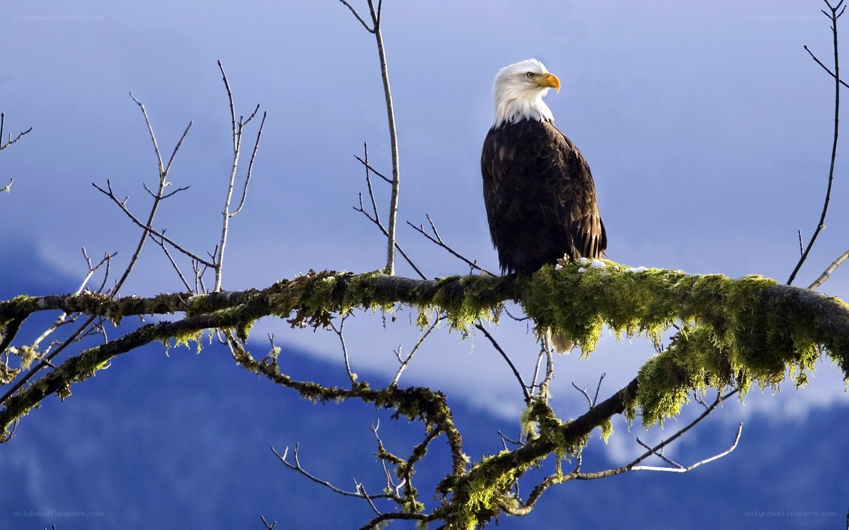 Bald eagle on a mossy branch