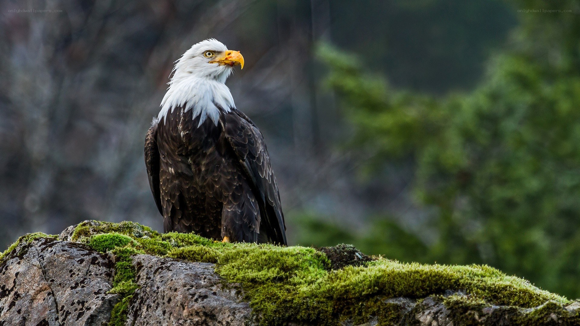 Bald eagle on a mossy rock