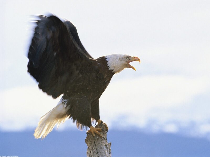 Bald eagle on a perch