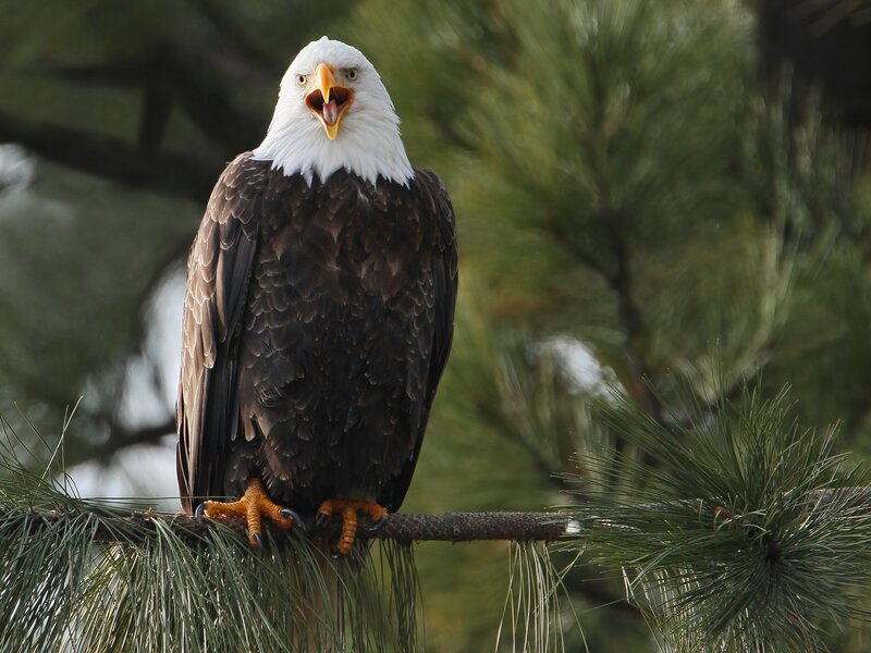Bald eagle on a pine branch