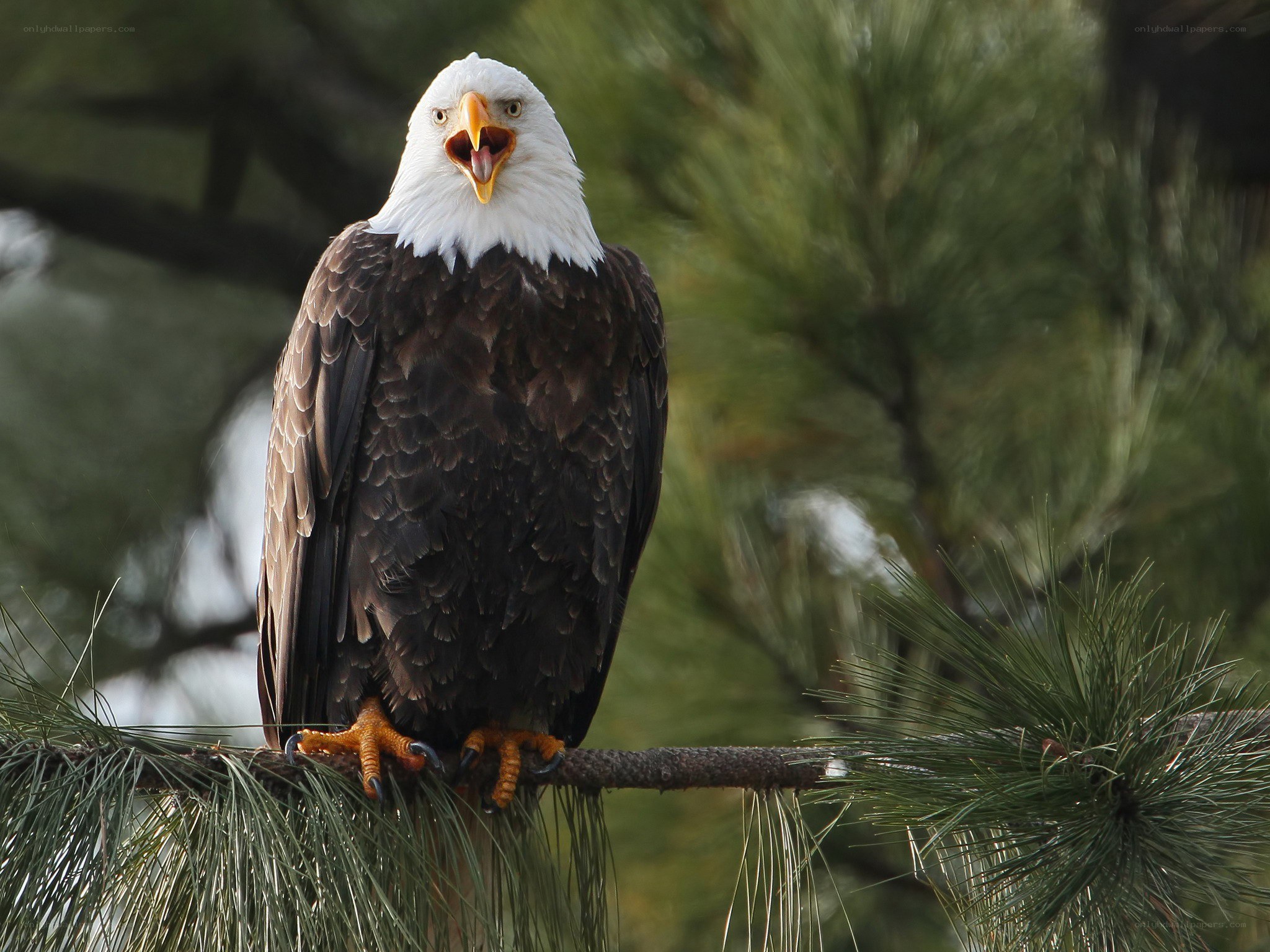 Bald eagle on a pine branch