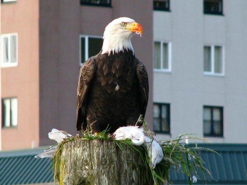 Bald eagle on a post
