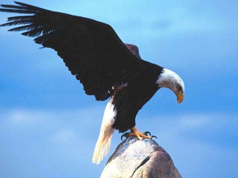 Bald eagle on a rock