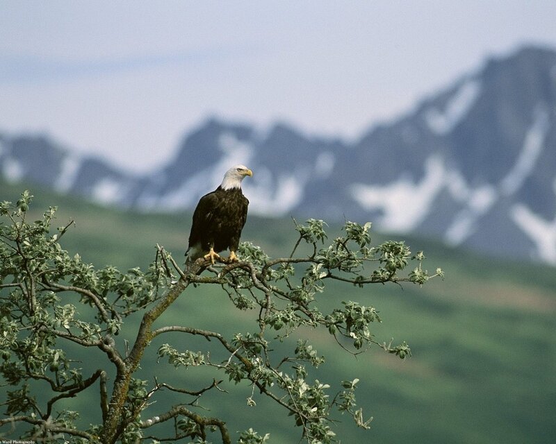 Bald eagle on a tree branch
