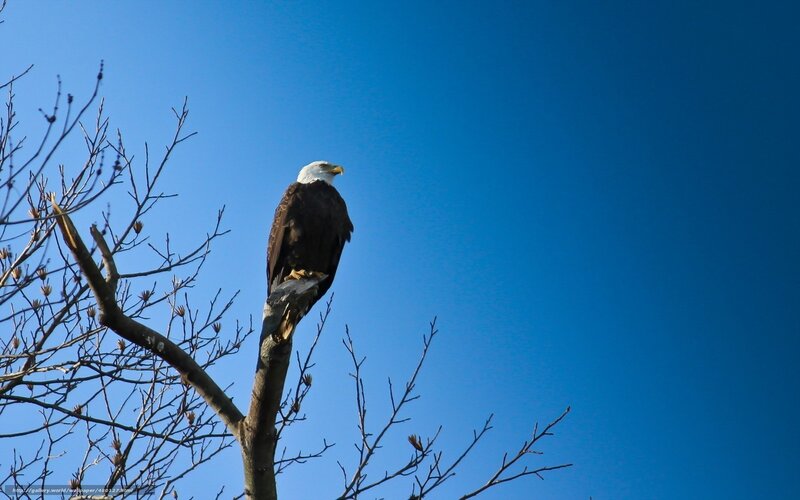 Bald eagle on a tree branch