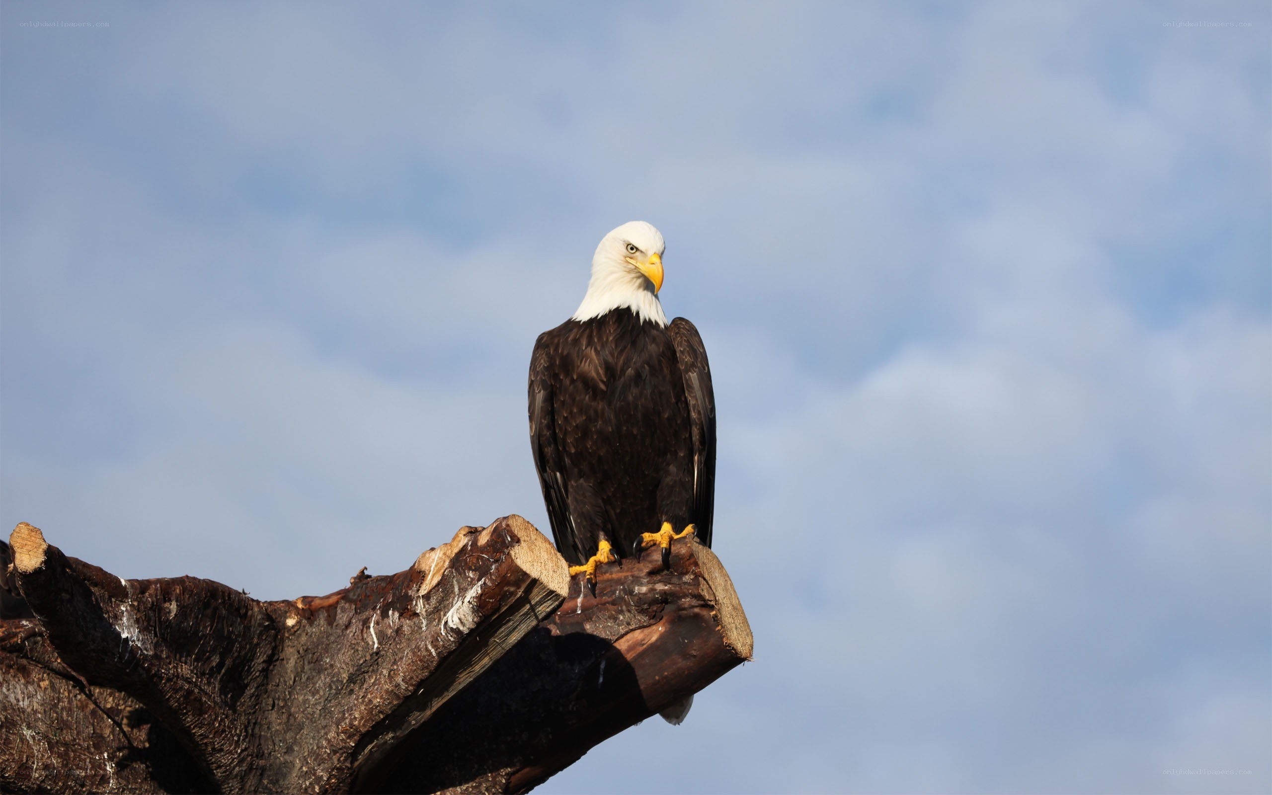 Bald eagle on a tree stump
