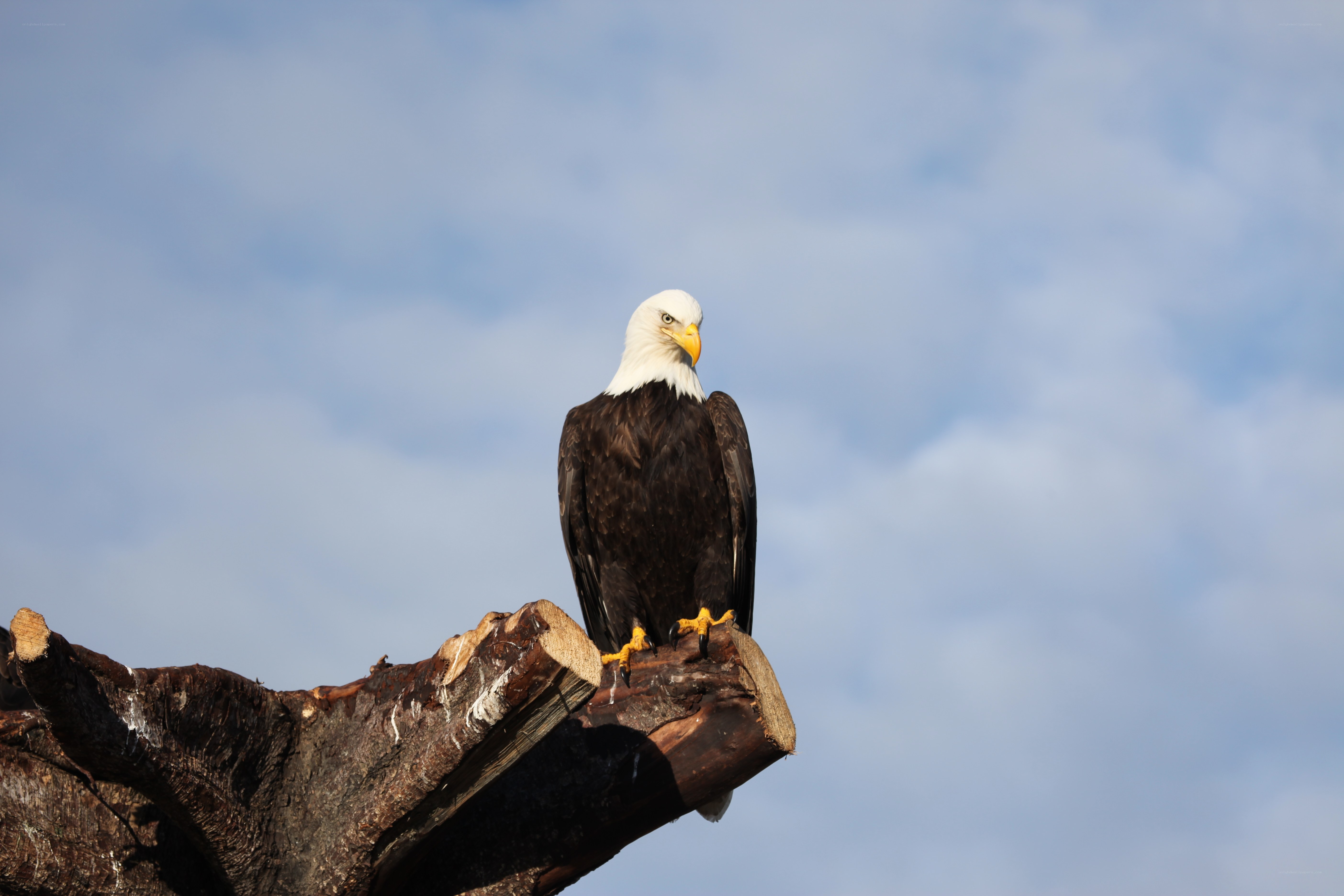 Bald eagle on a tree stump